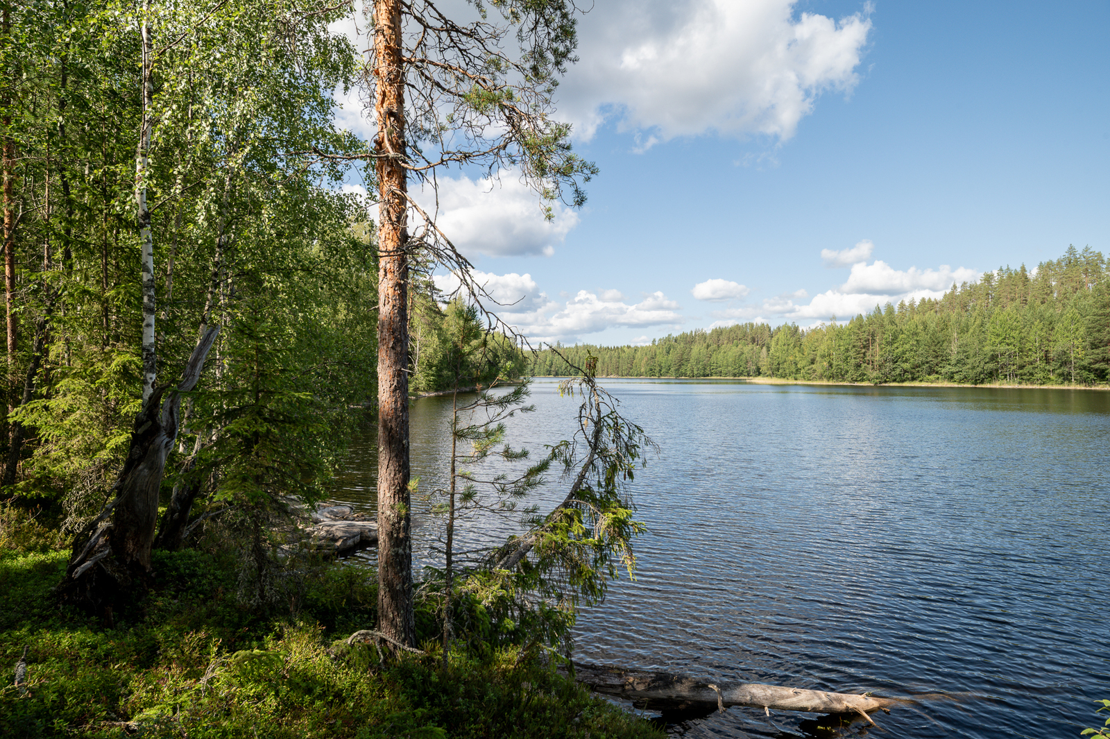 Näkymiä vastarannan metsikköön, puu on kaatunut rantaveteen.
