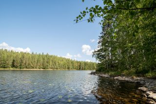 Kivinen ranta jonka edustalla kasvaa lumpeita.
