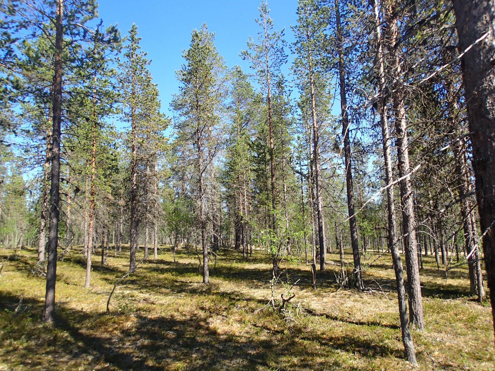 Aurinko paistaa avaralle mäntykankaalle, jolla kasvaa myös koivuja.