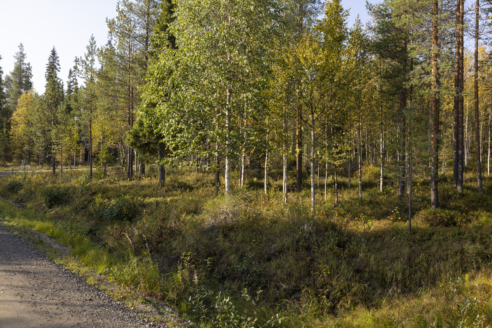 Tontilla kasvaa katajaa, juolukkaa ja suopursua.