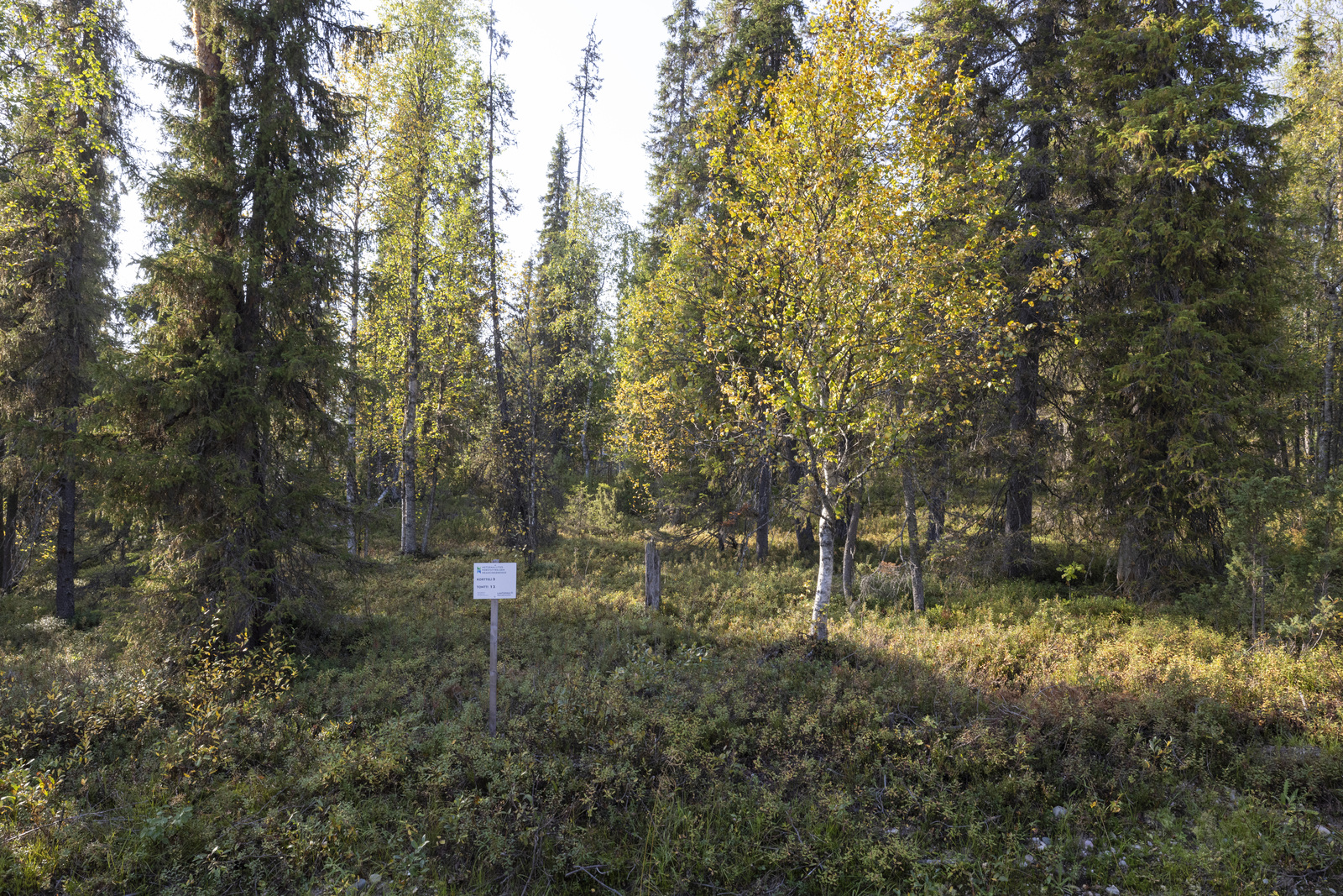 Tontilla sekapuustoa. Rinnetontti.
