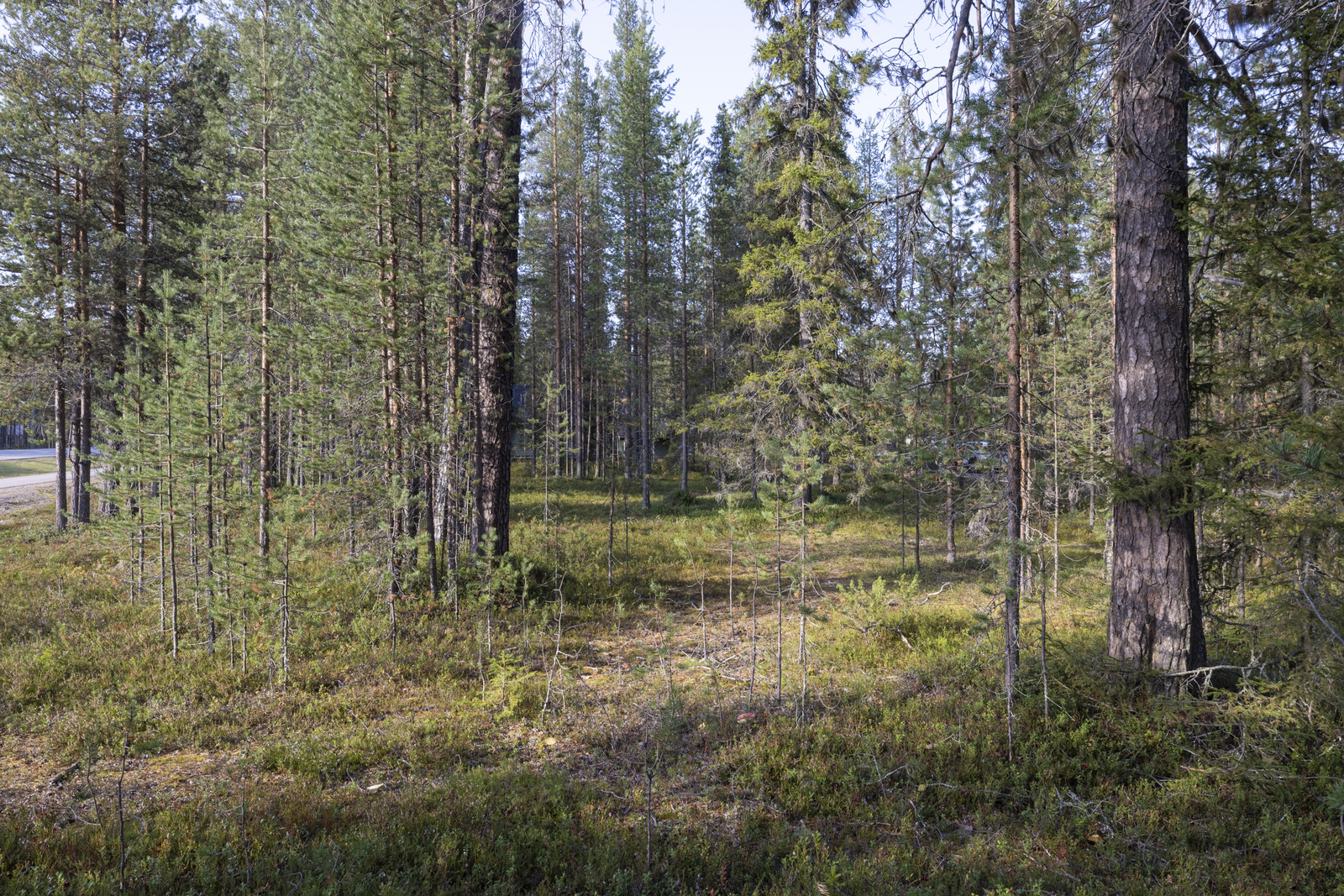Tontilla kasvaa sekapuustoa, juolukkaa ja puolukkaa.
