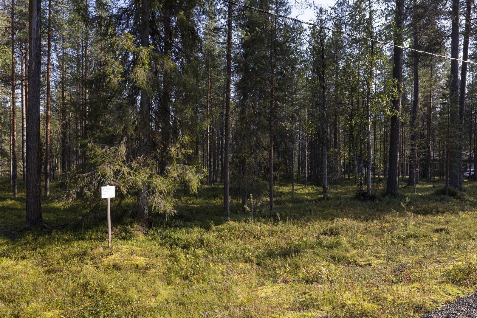 Kesäkuva tontilta.