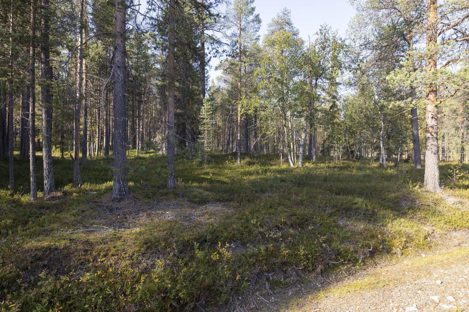 Kesäkuva tontilta.
