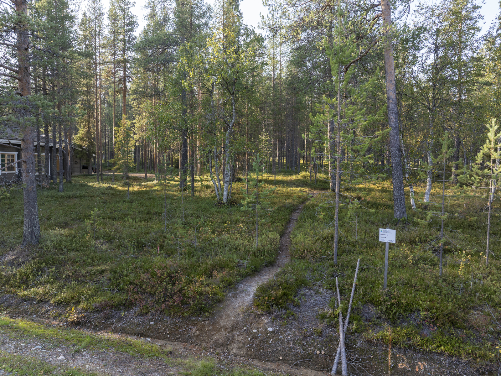 Kesäkuva tontilta.