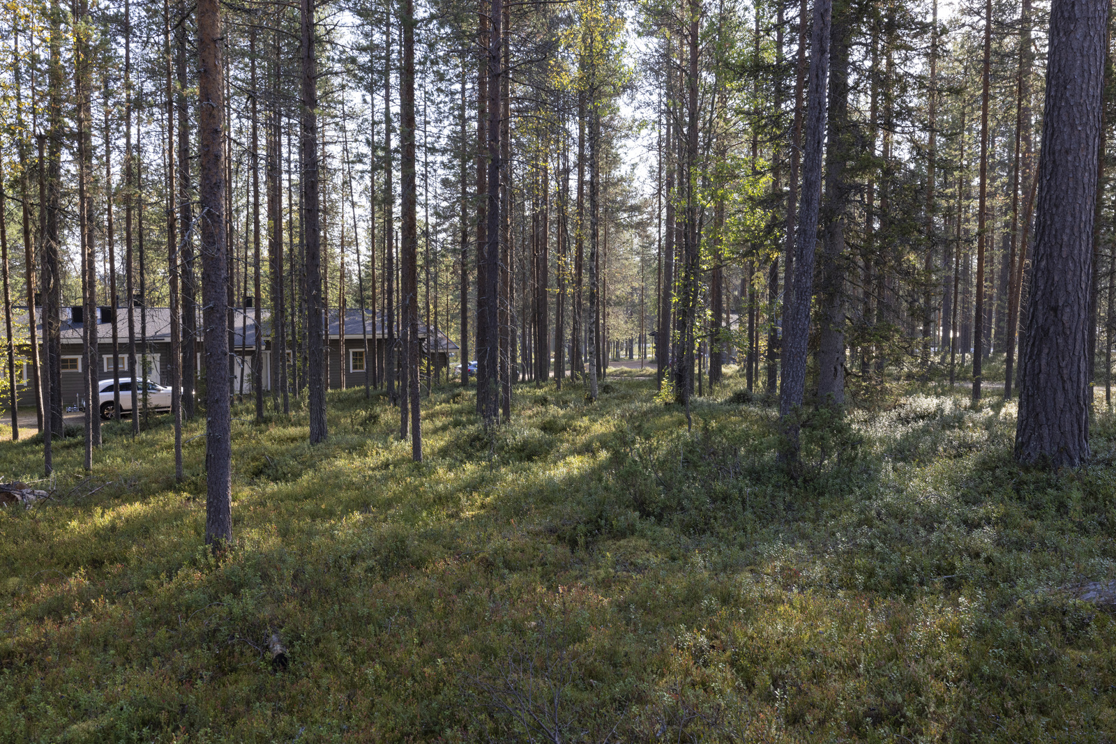 Tontilla kasvaa mustikkaa, puolukkaa ja suopursua.