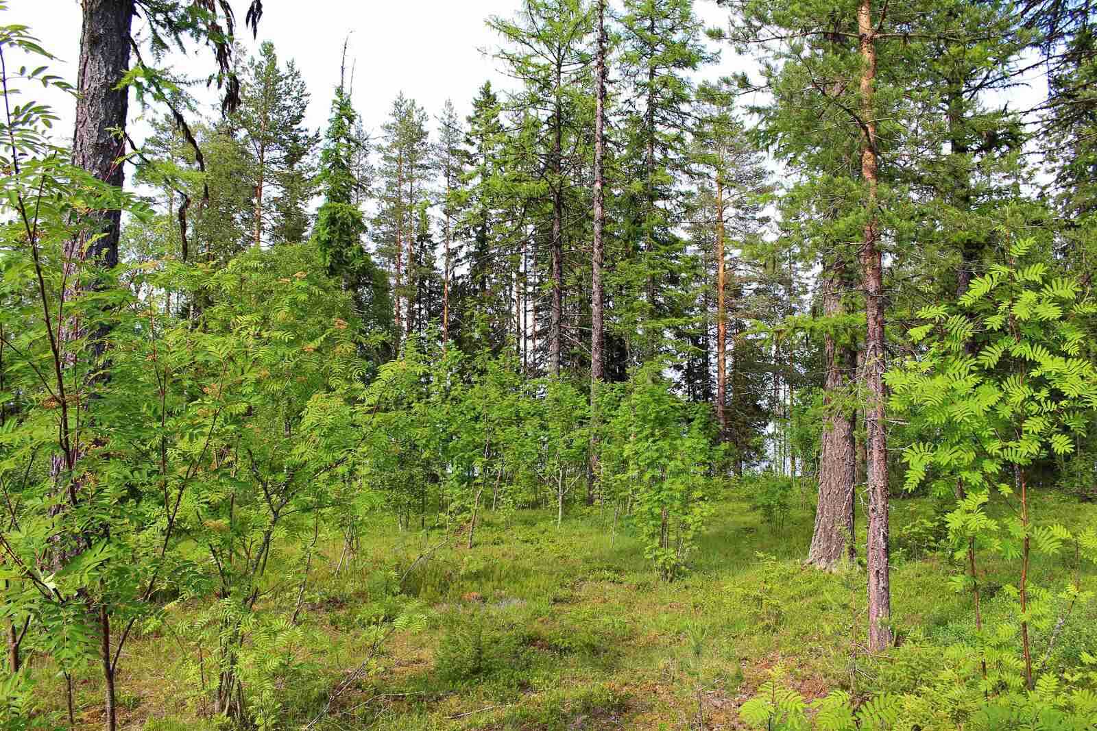Tontin sekalaista puustoa, järeämpiä havupuita ja pieniä lehtipuita.