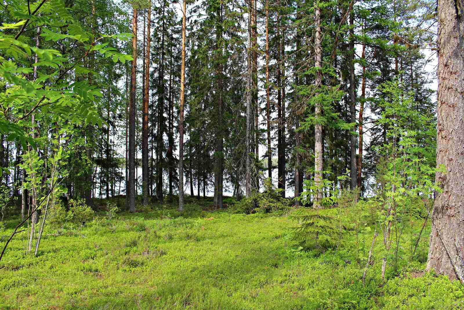 Tontin rannassa kasvaa kuusirivi, maapohja on tasainen ja vihreän ruohon peittämä.