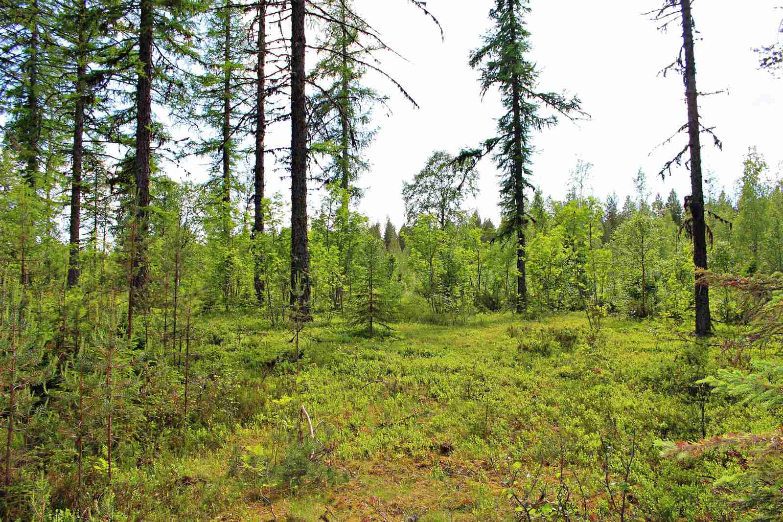 Tontin vehreää puustoa, isoja havupuita sekä istutettua taimikkoa.