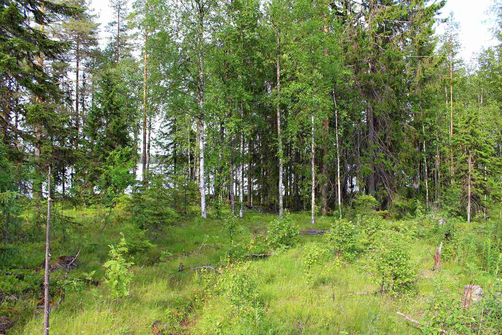 Sekapuustoista metsää, etualalla kasvaa heinikkoa ja lehtipuun taimia.