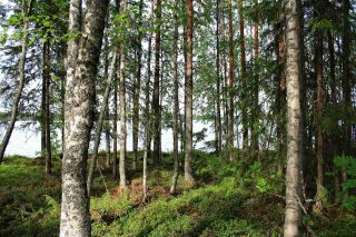 Rannan puustoa, koivuja ja kuusia, takana pilkistää järvi.