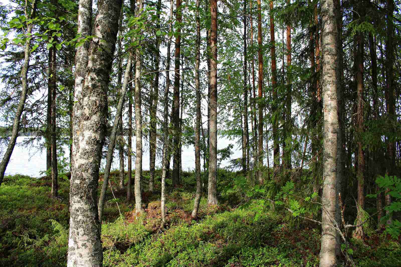 Rannan puustoa, koivuja ja kuusia, takana pilkistää järvi.