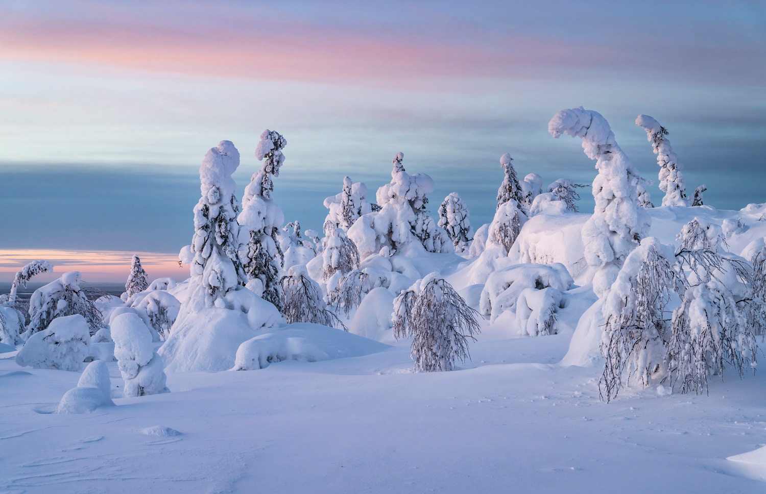 Talvinen tykkylumisten puiden metsä hennossa päivän sarastuksessa.