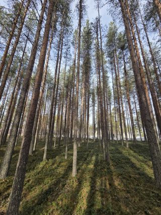 Kuva tontista. Aurinko paistaa mäntykankaalle.
