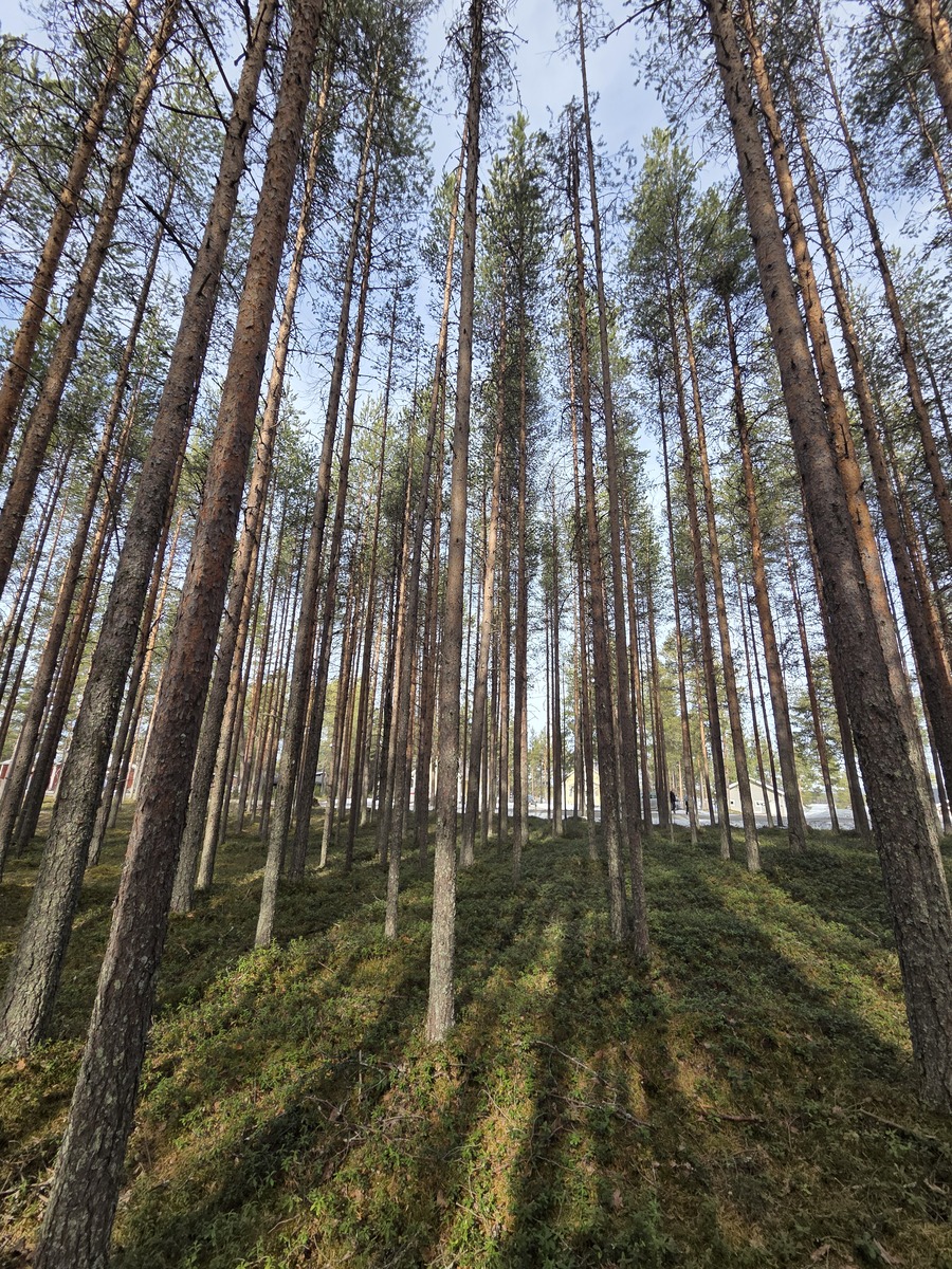Kuva tontista. Aurinko paistaa mäntykankaalle.