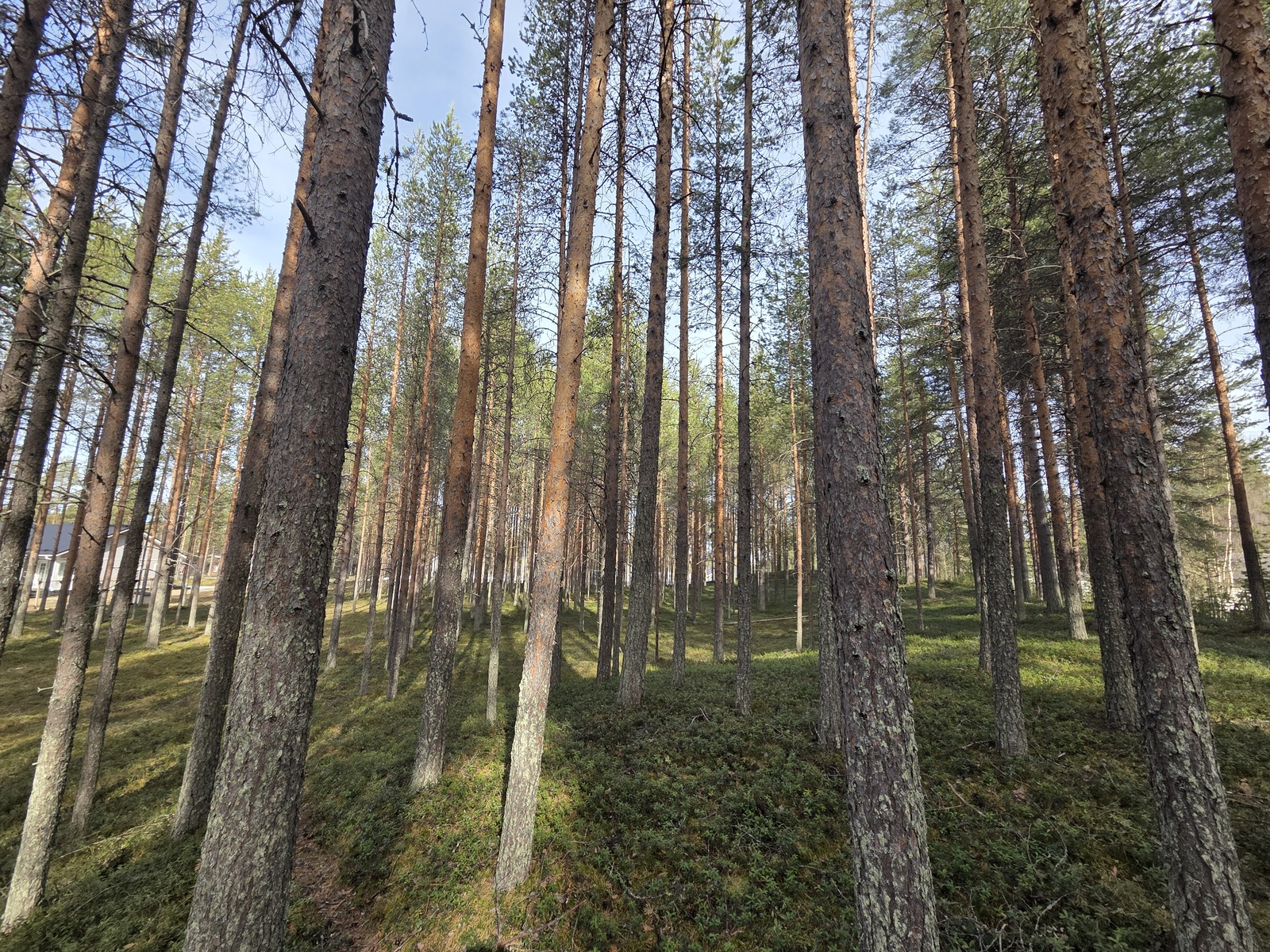 Kuva tontista. Aurinko paistaa mäntykankaalle.