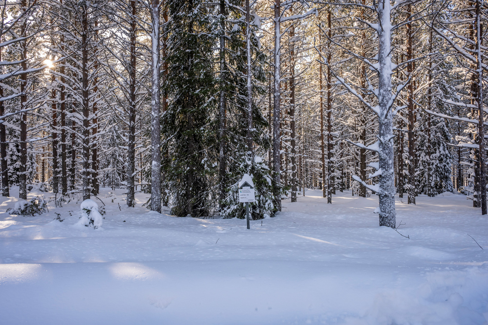 Talvinen kuva tontista tieltä päin.
