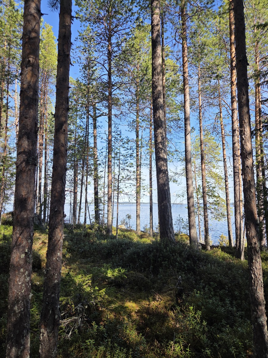 Kuva tontilta järvelle päin.