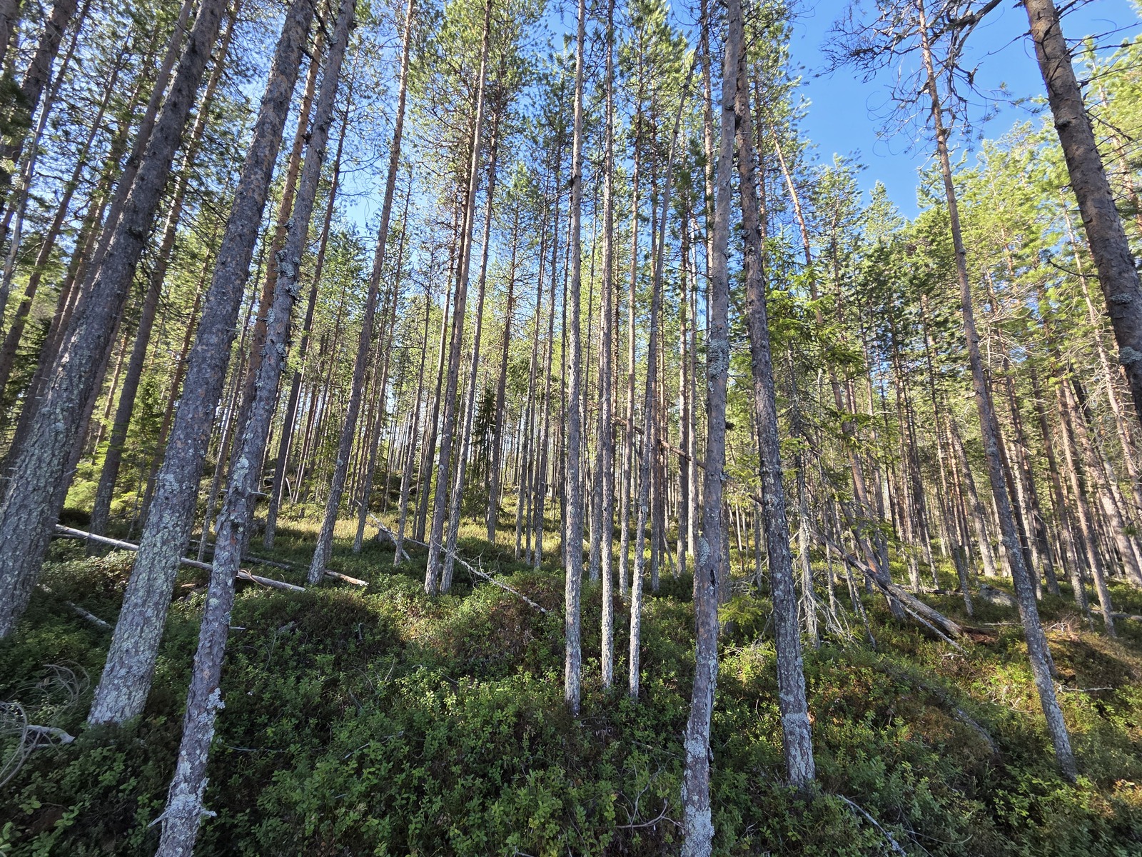 Tontilla kasvaa isoja mäntyjä.