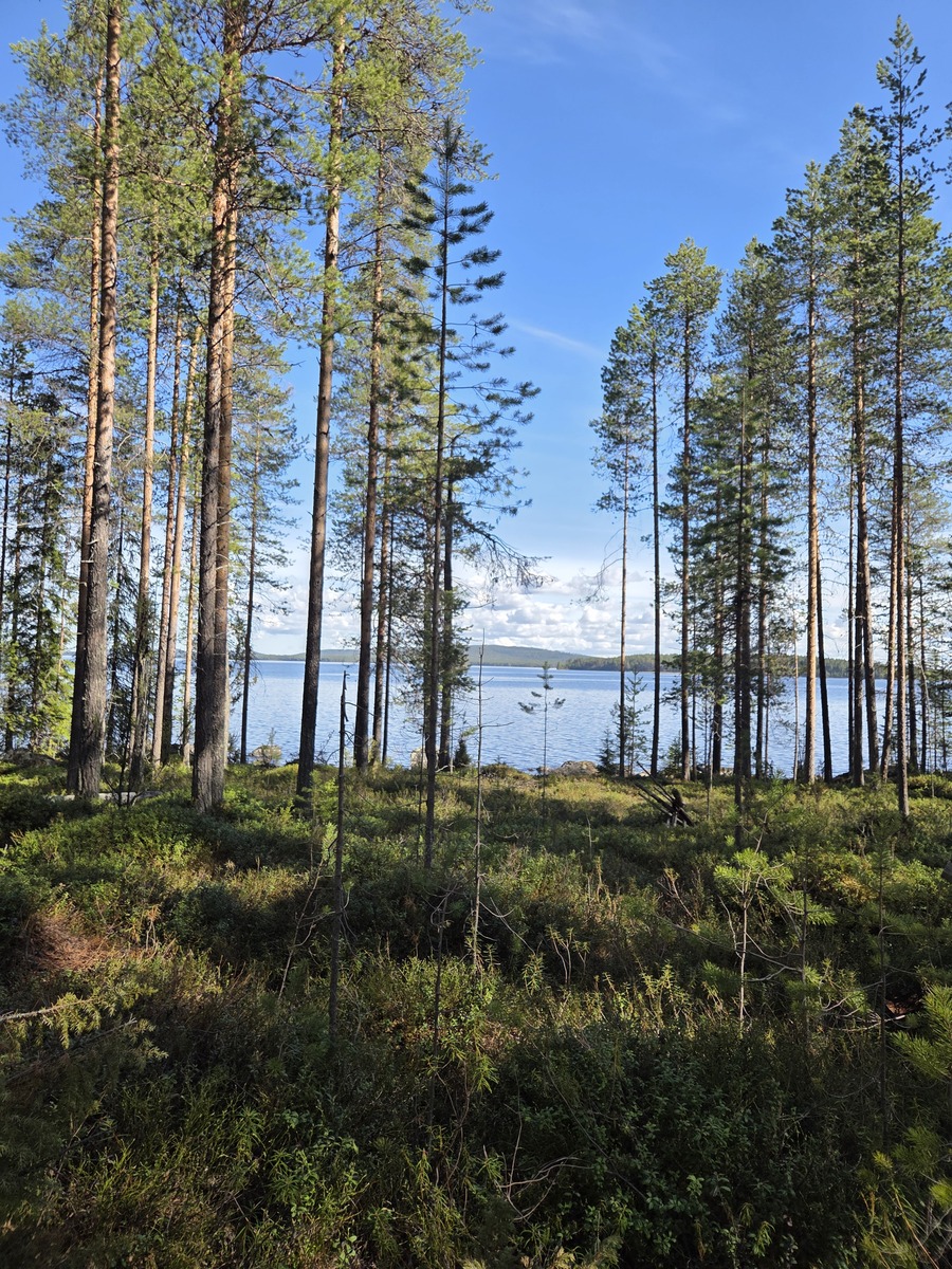 Kuva tontista rantaa kohti.