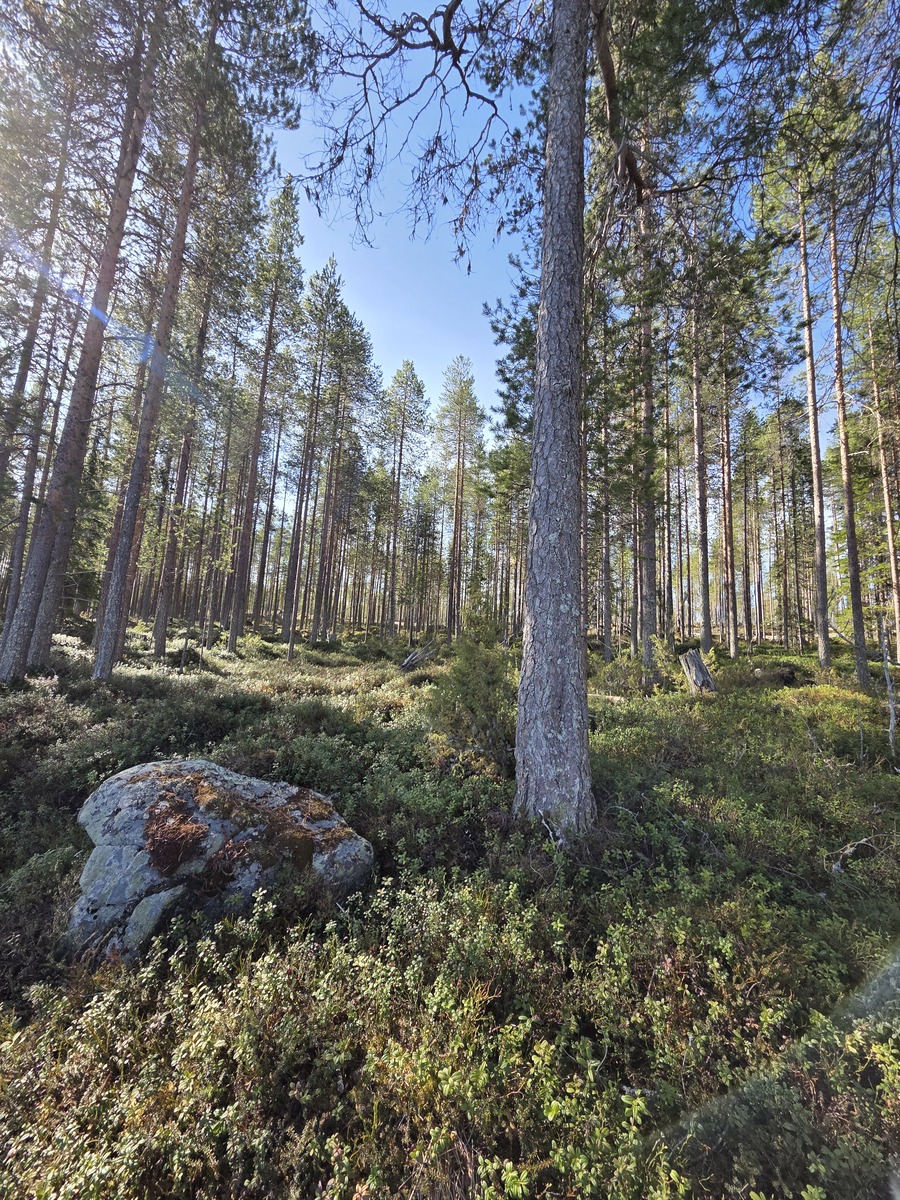 Tontilla isoja mäntyjä.