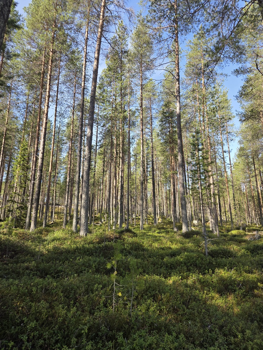 Tontilla kivistä mäntykangasta.