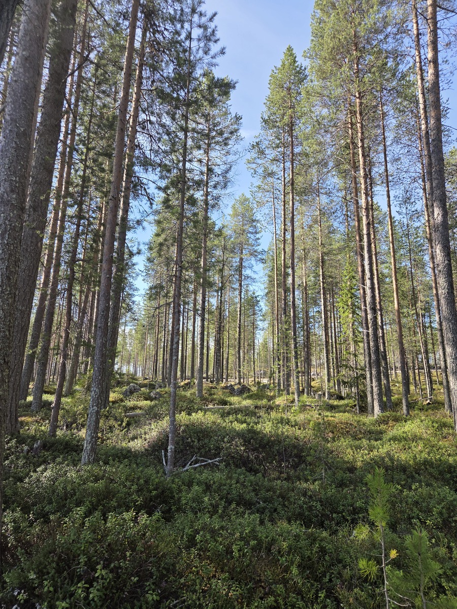 Tontilla kasvaa isoja  mäntyjä.