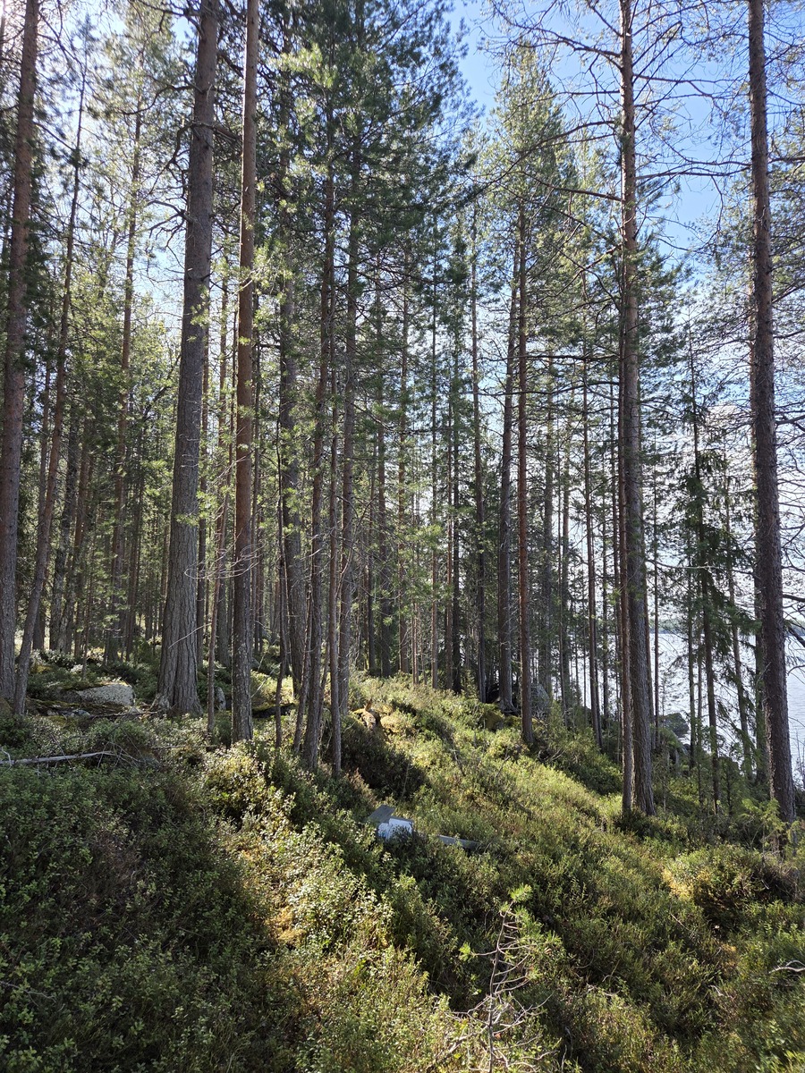 Tontilla sekametsää.