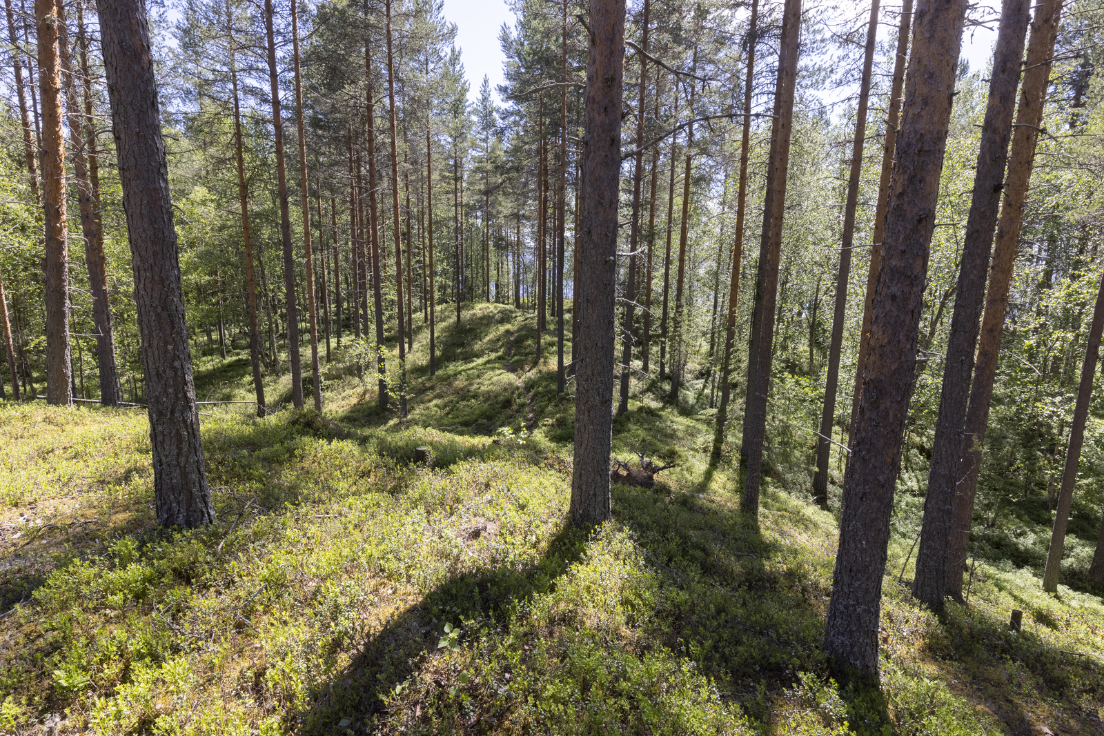 Kesäinen, mäntyvaltainen metsä kasvaa kumpuilevassa maastossa.