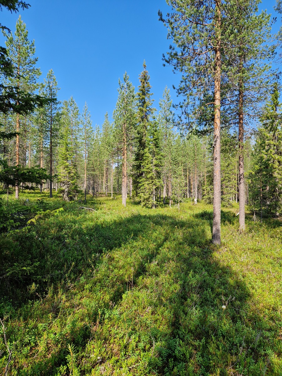Näkymä tontille RA 5