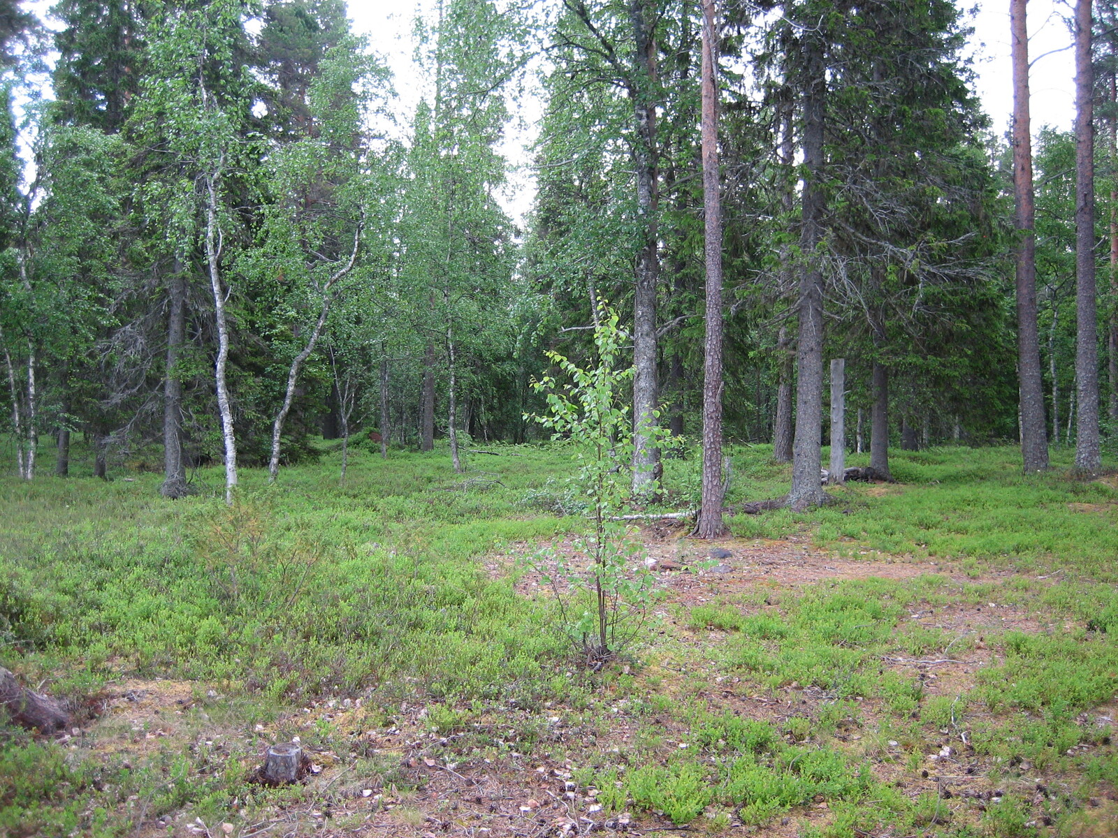 Sekapuustoa