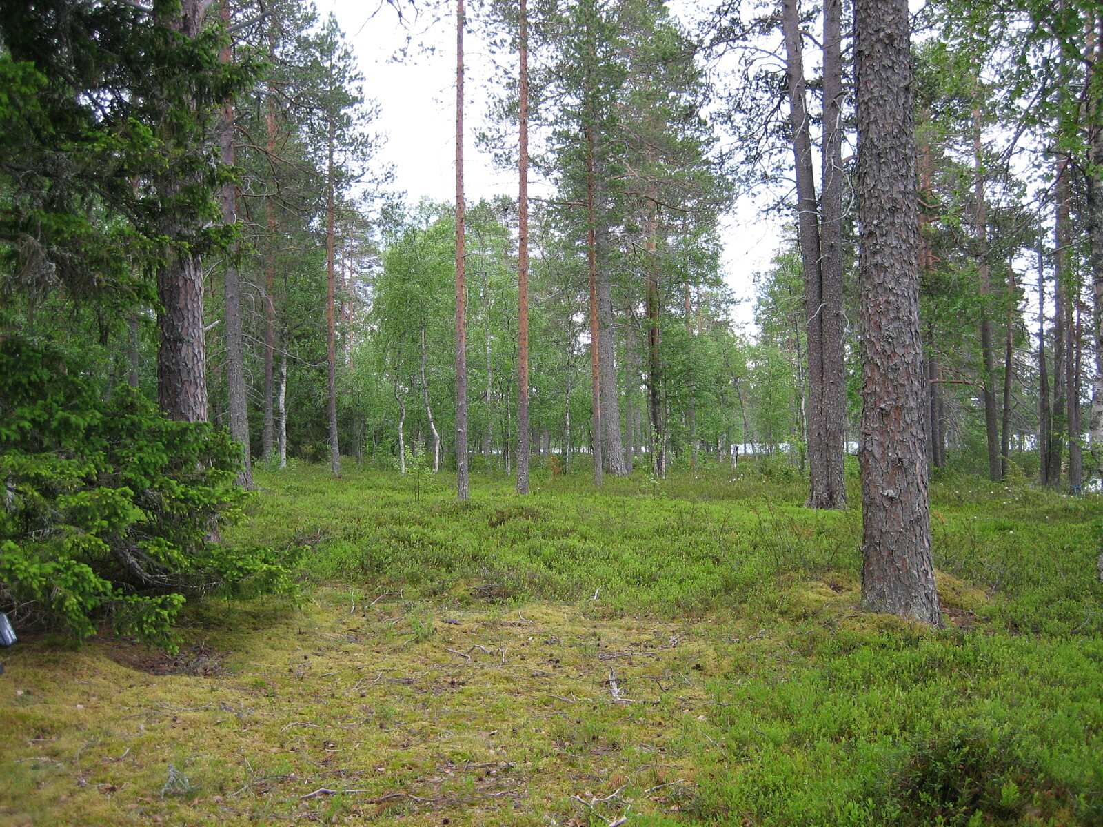 Sekapuustoa