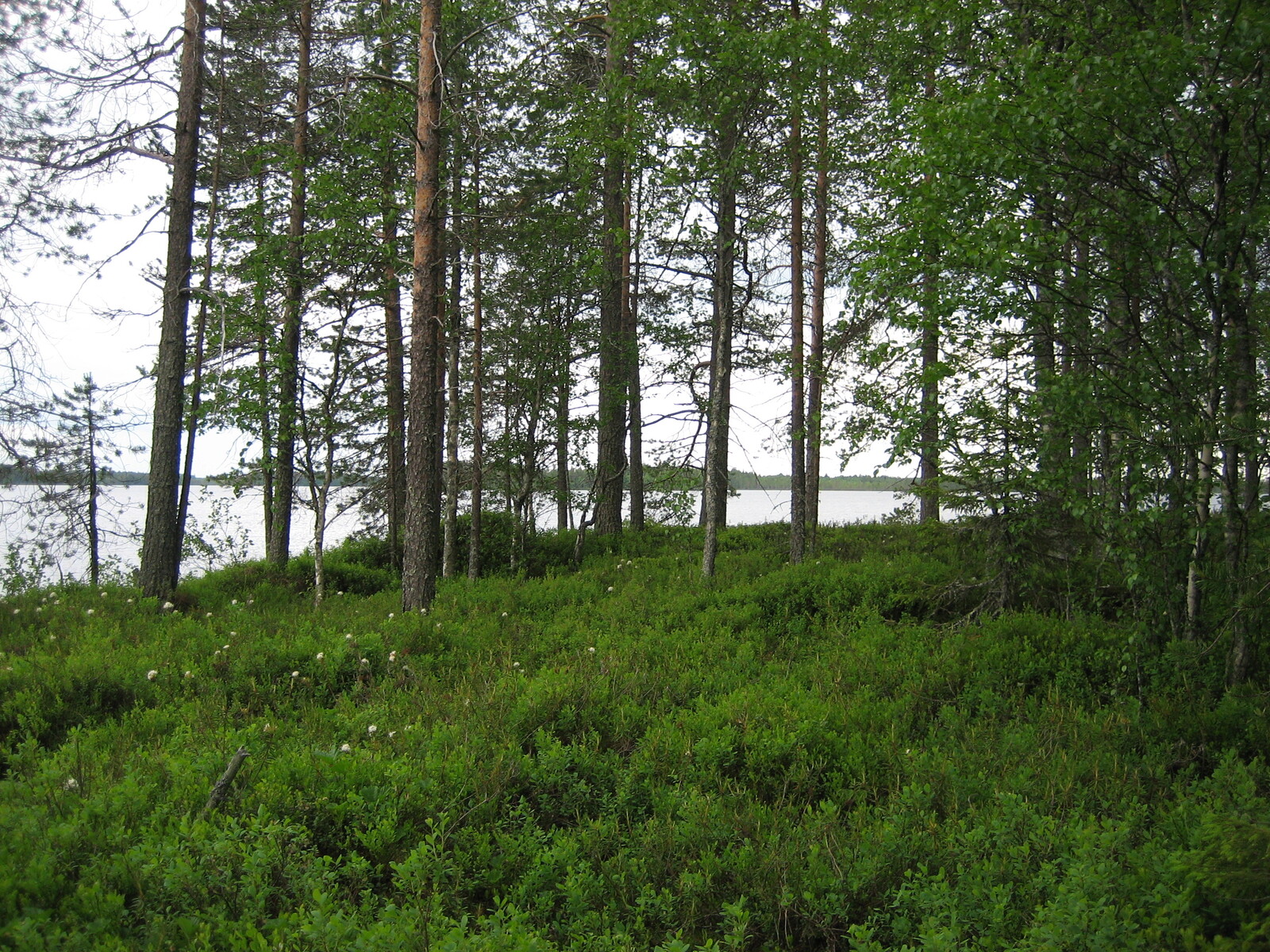 Tontin 6 sekapuustoa