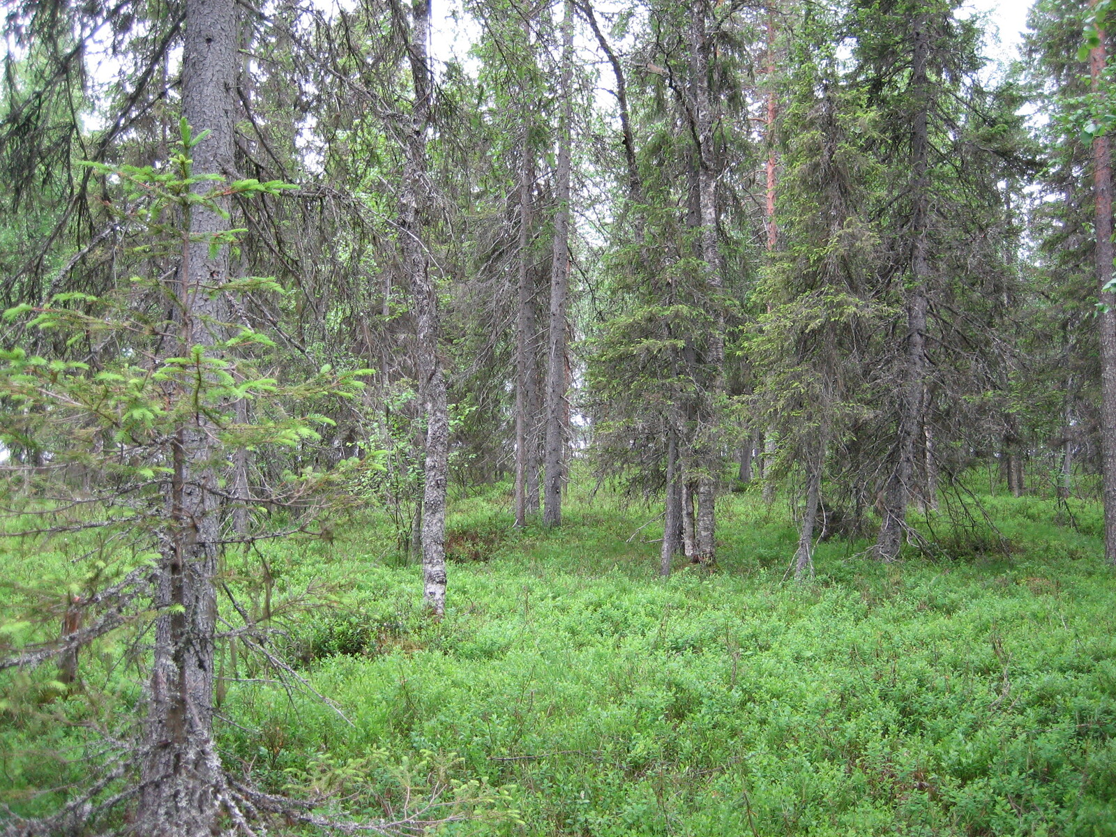 Tontilla 6 sekapuustoa