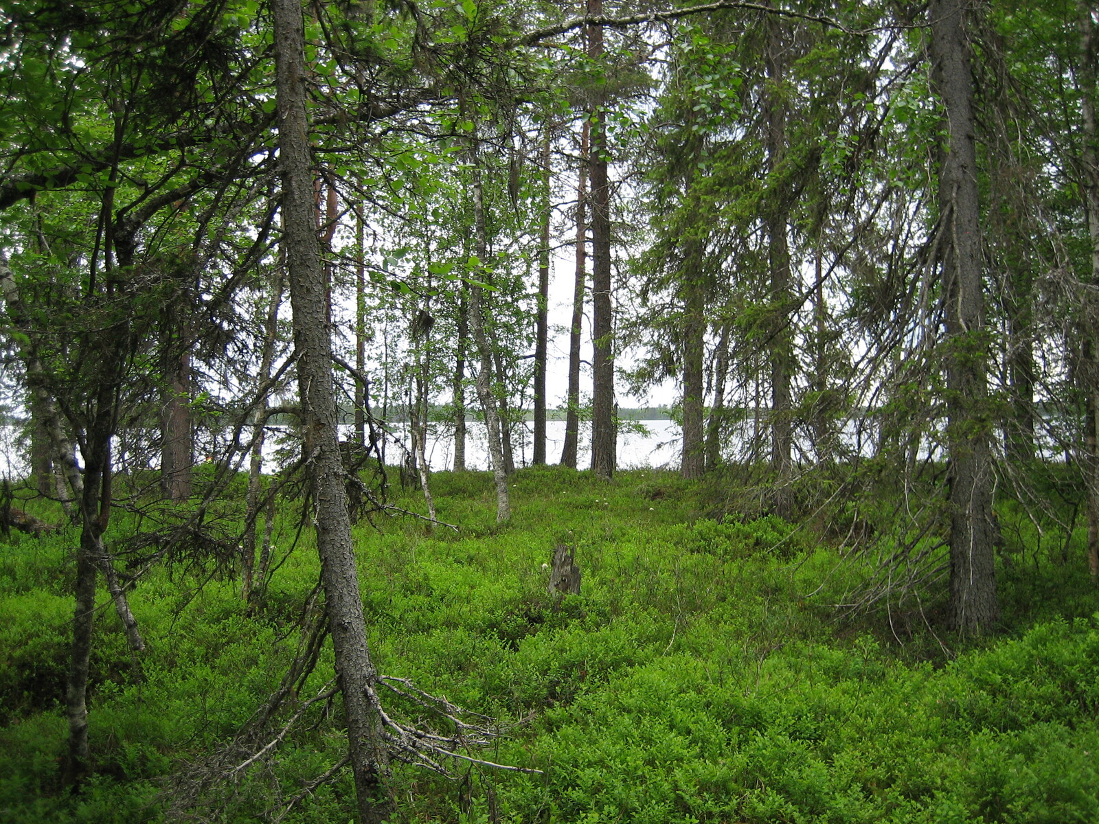 Sekametsää ja mustikkakangasta