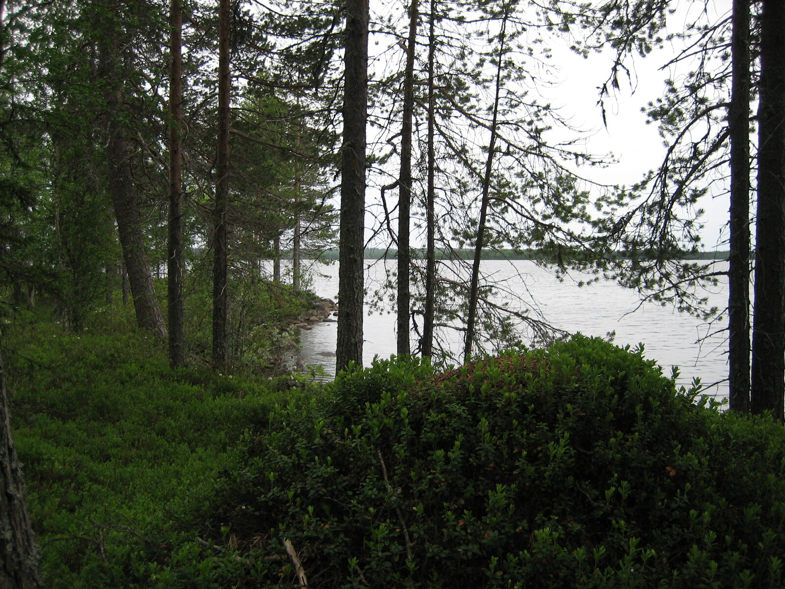 Sekapuustoa
