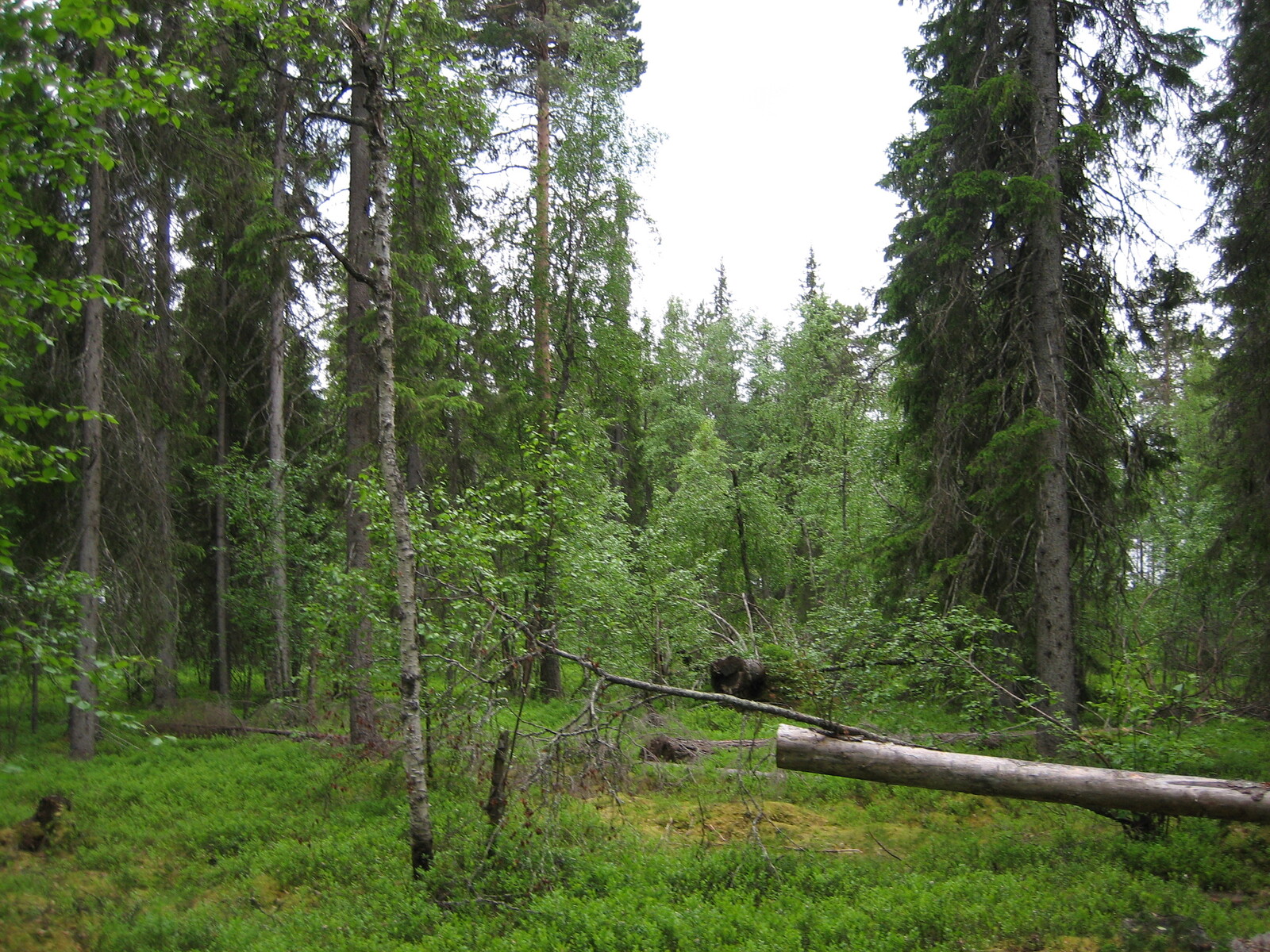 Tontilta on kaadettu puita