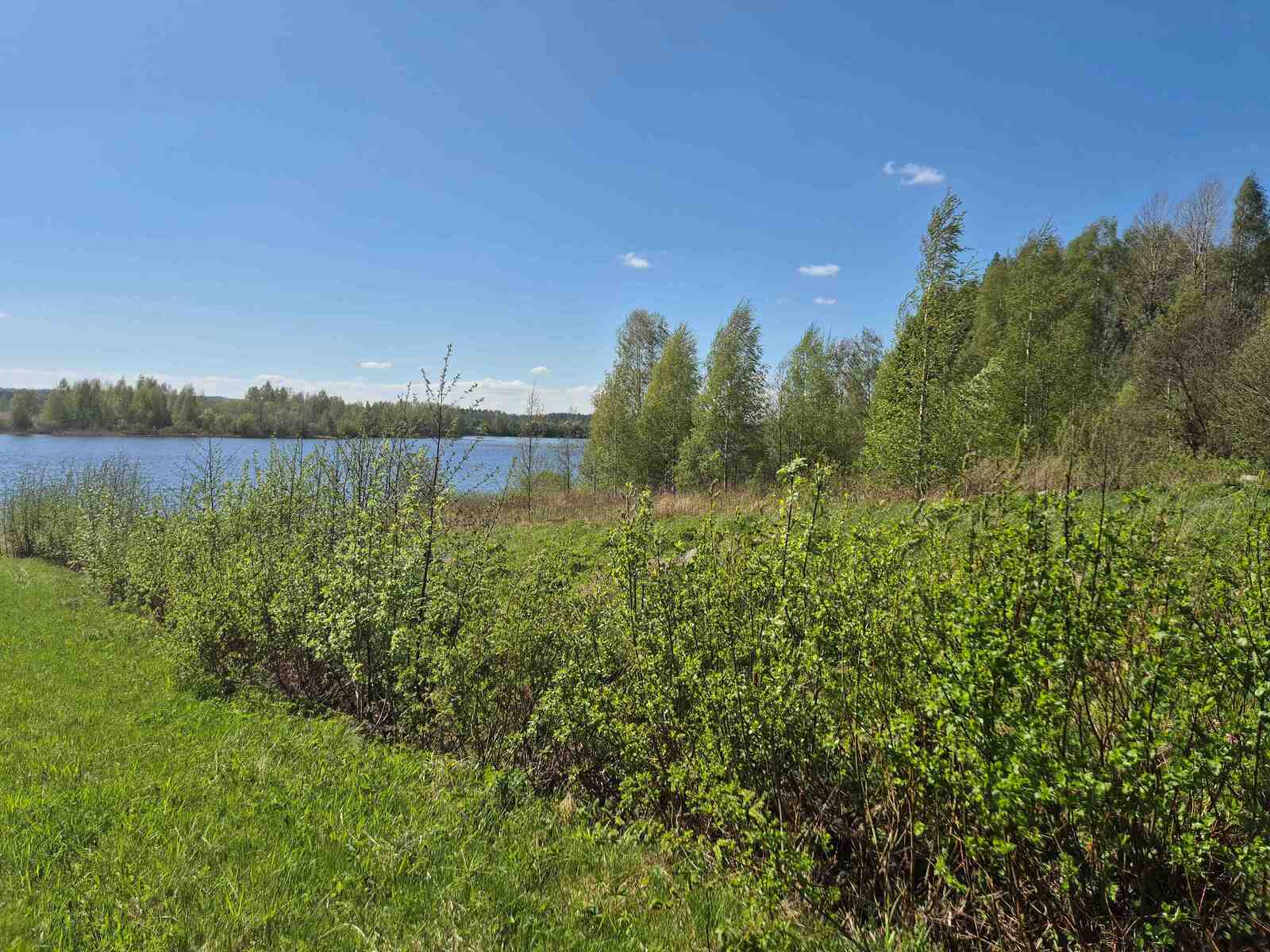 Pellon reunassa on hoitamatonta taimikkoa, pellolla kasvaa vihreää ruohoa.