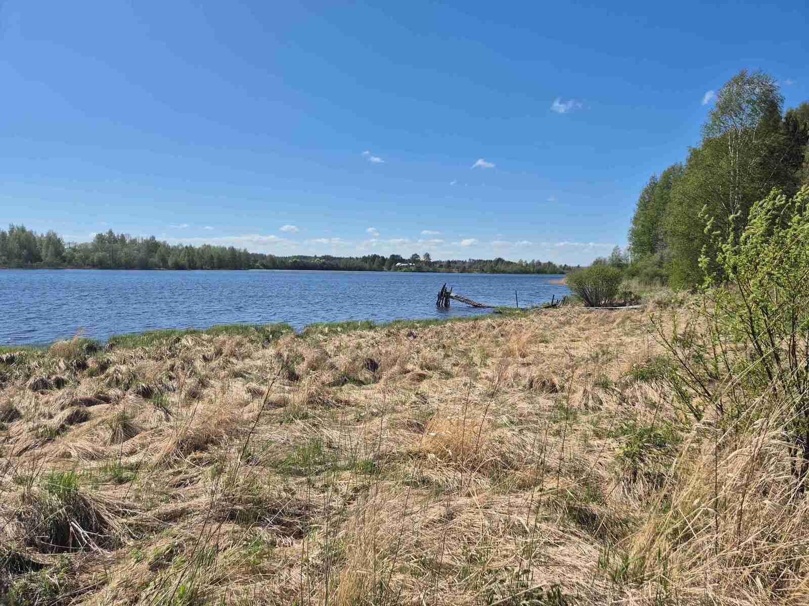 Vesikasvillisuuden peittämä ranta, kauempana näkyy vanhan laiturin jämät.