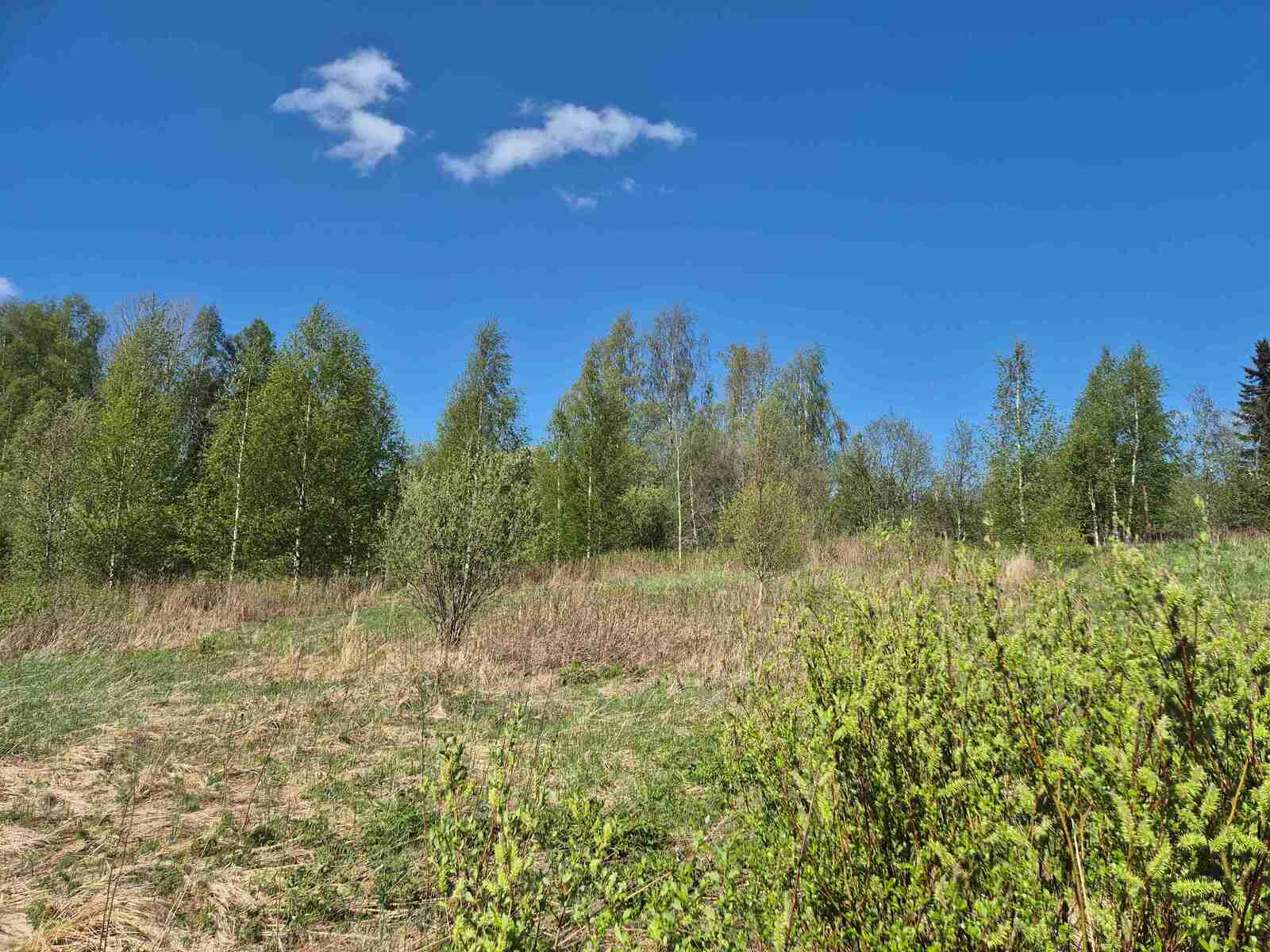 Hoitamatonta pellonreunan taimikkoa, maassa on talven jäljiltä kellastunutta heinää.