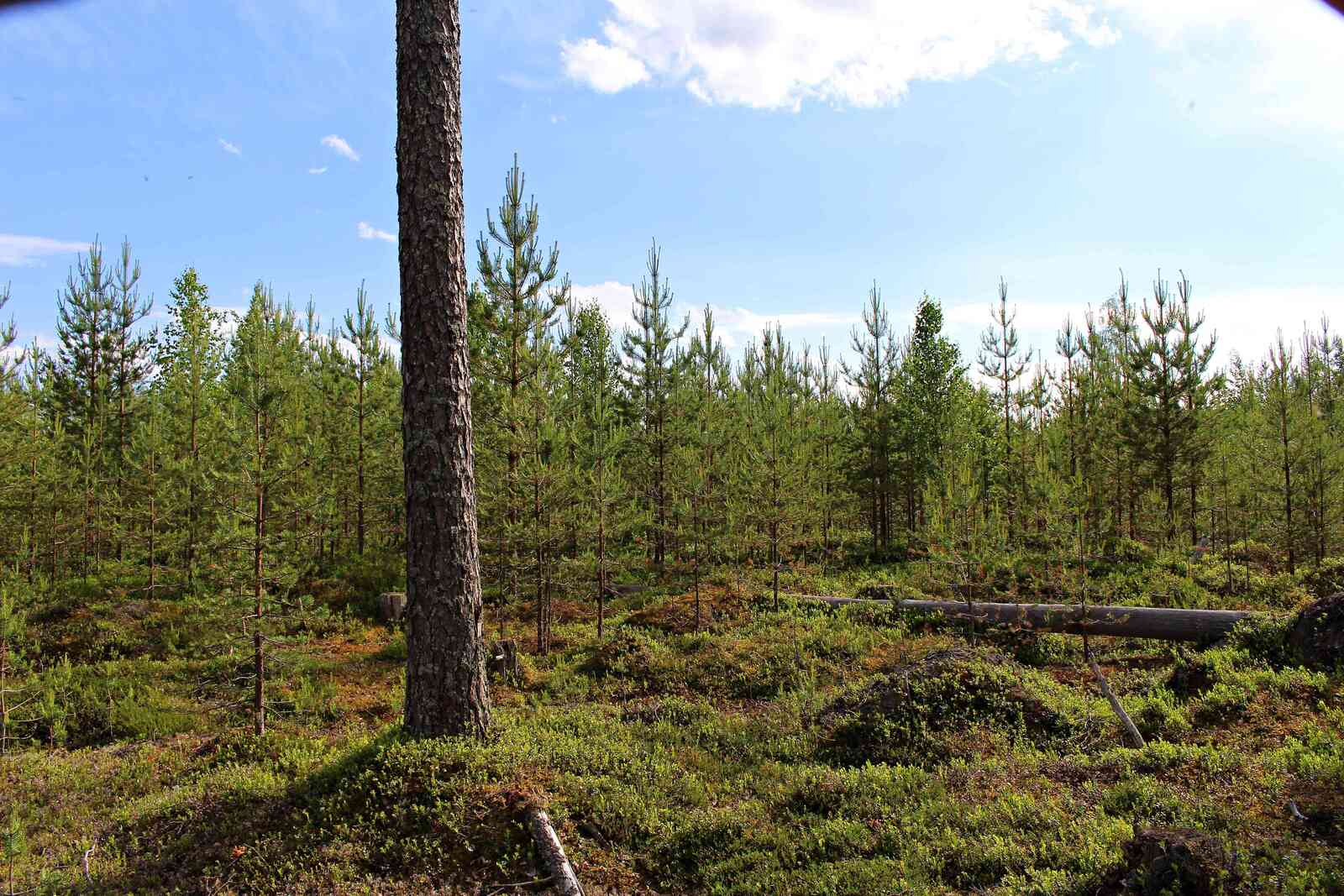 Mäntytaimikkoa tontilla, iso mänty kasvaa keskellä kuvaa.
