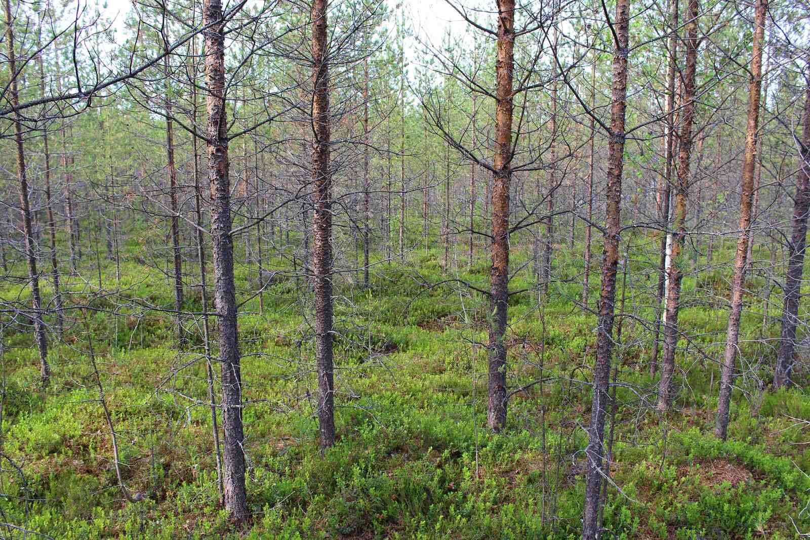Männyn taimia kasvaa tiheästi, maassa kasvaa kunttaa.