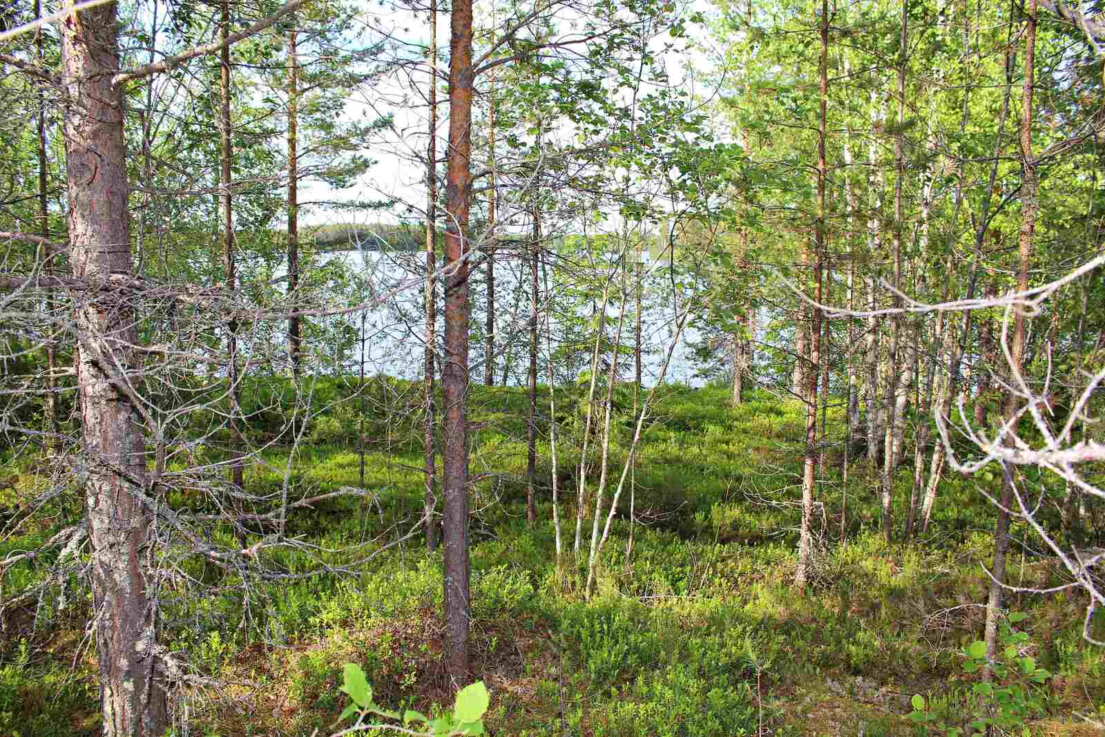 Nuoria mäntyjä kasvaa järven rannalla.