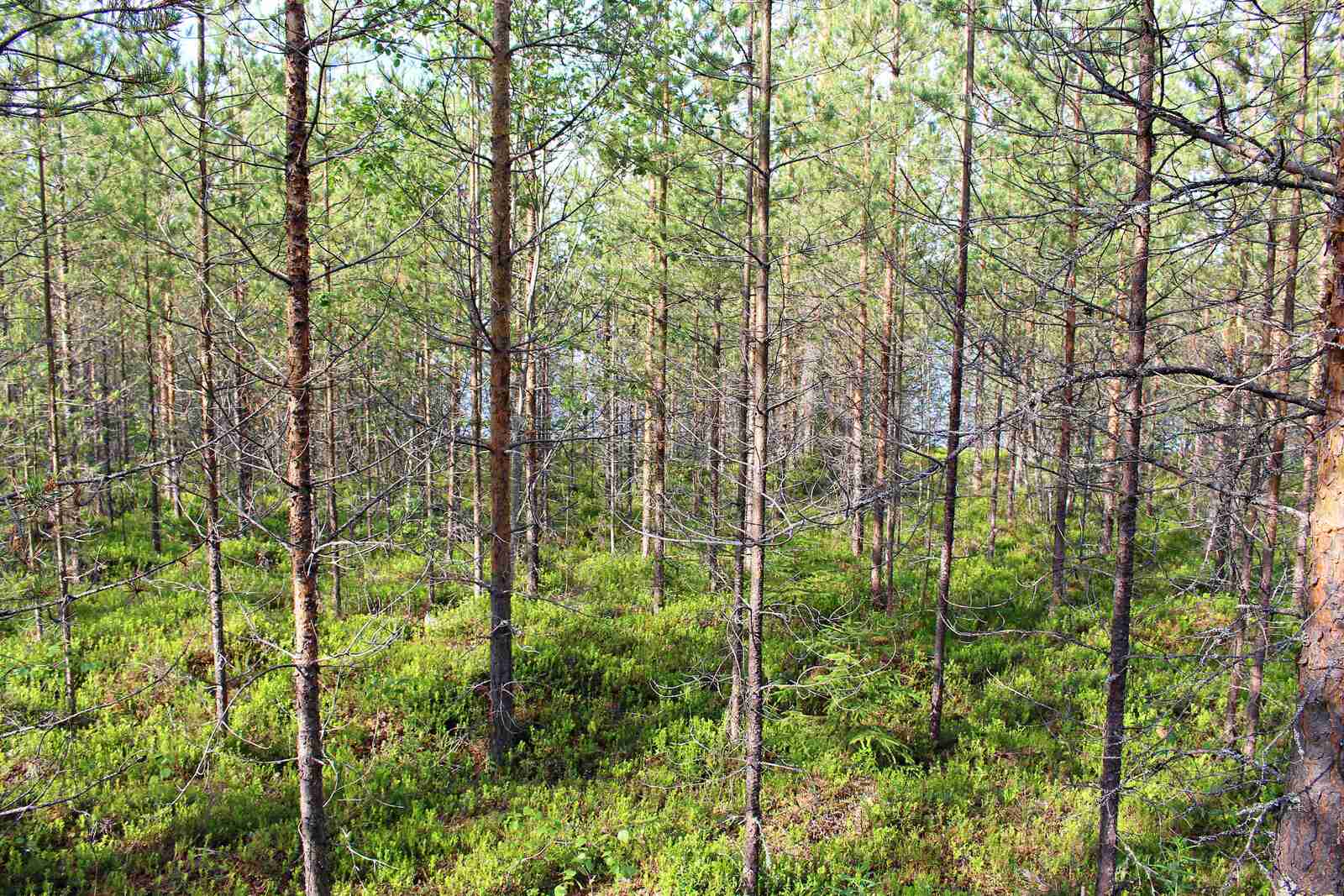 Aurinko paistaa tiheään mäntytaimikkoon.