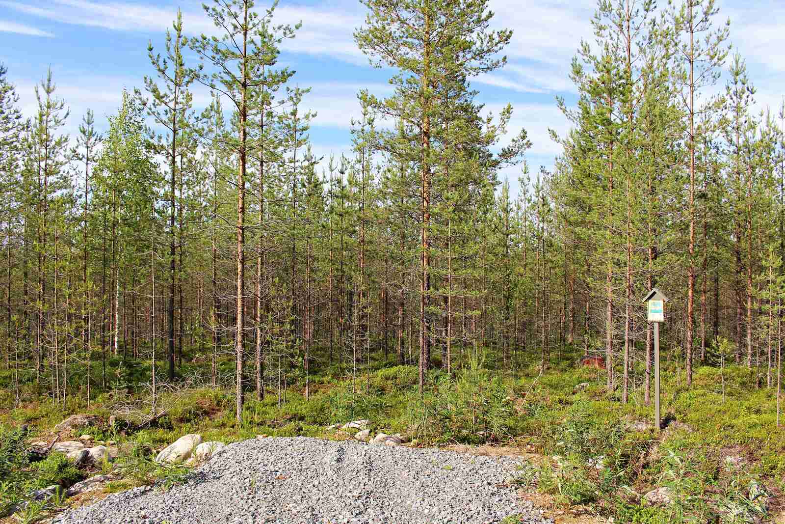 Nuoria mäntyjä kasvaa tiheästi, oikealla Laatumaa-tonttikyltti.