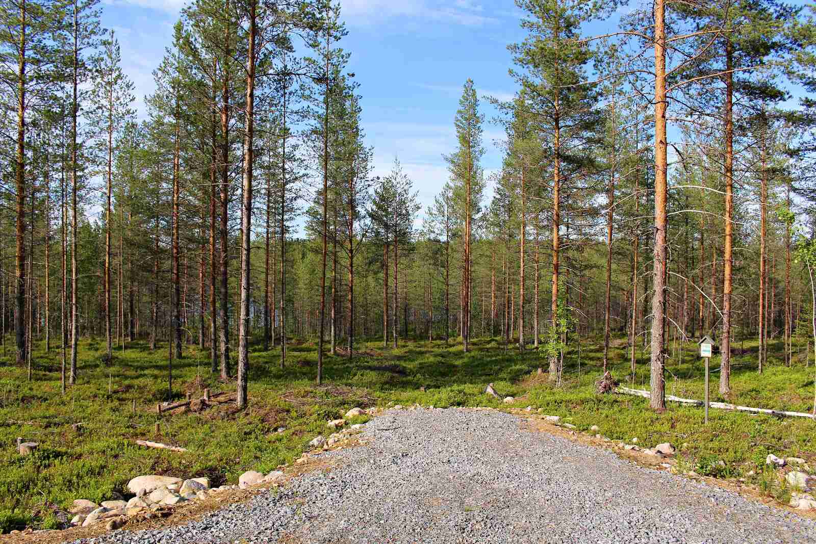 Tontille menevä soratie päättyy avaraan ja aurinkoiseen mäntymetsään.