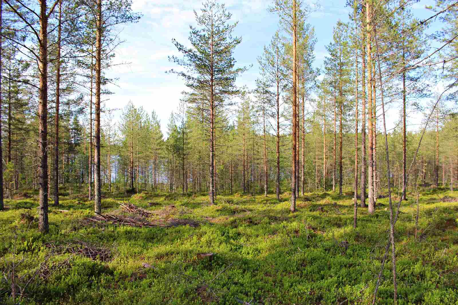 Nuori hyvin harvennettu männikkö auringon paisteessa.
