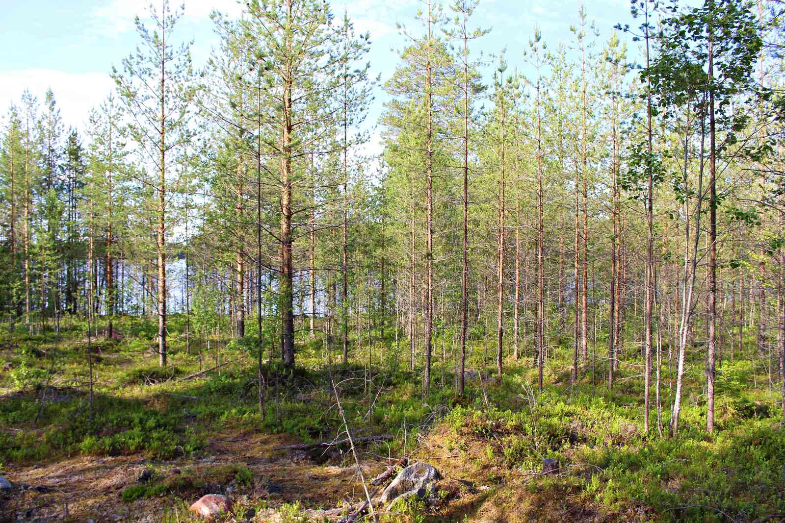 Auringossa kylpevää nuorta mäntymetsää.