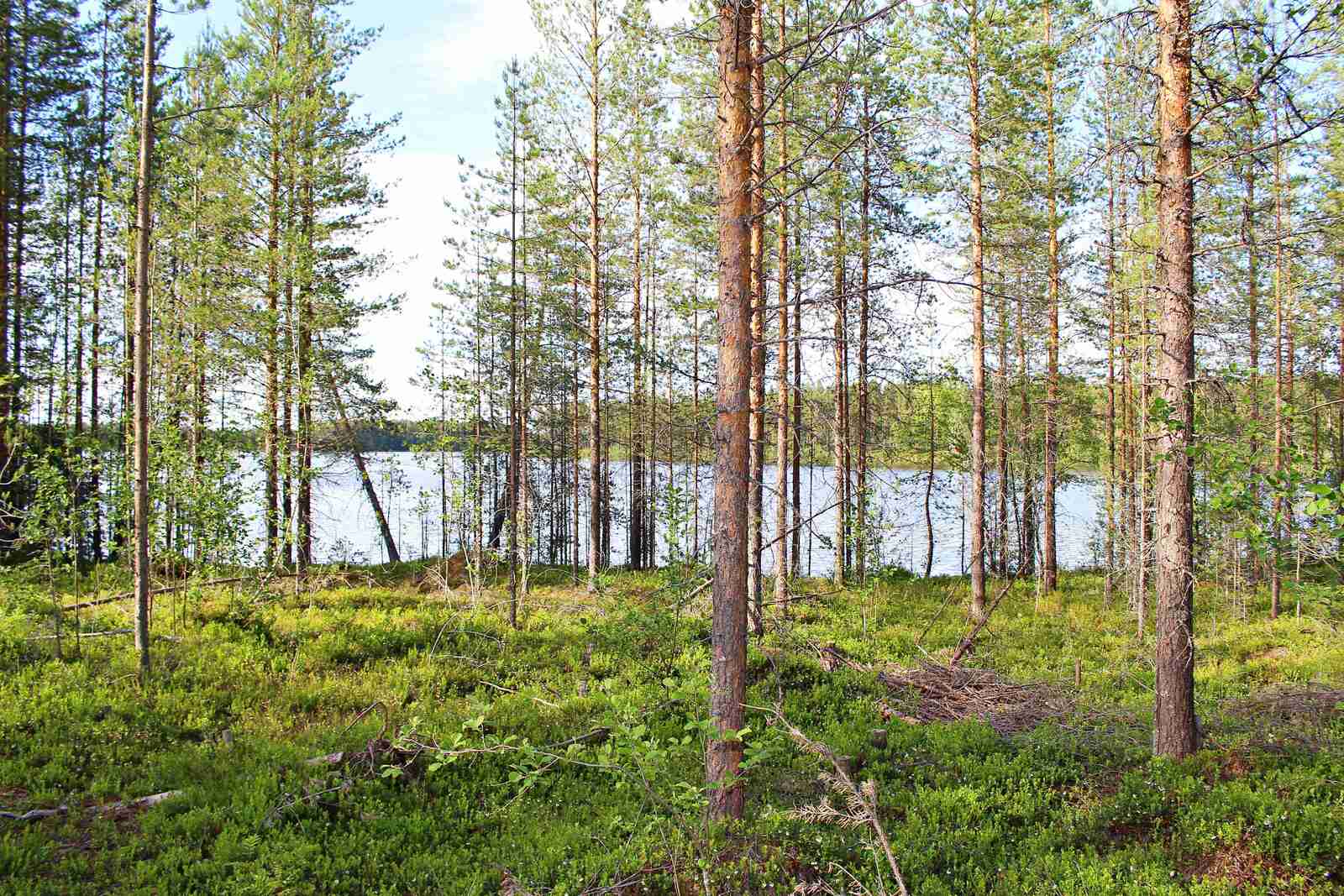 Nuorta männikköä järven rannalla, aurinko paistaa männikköön.