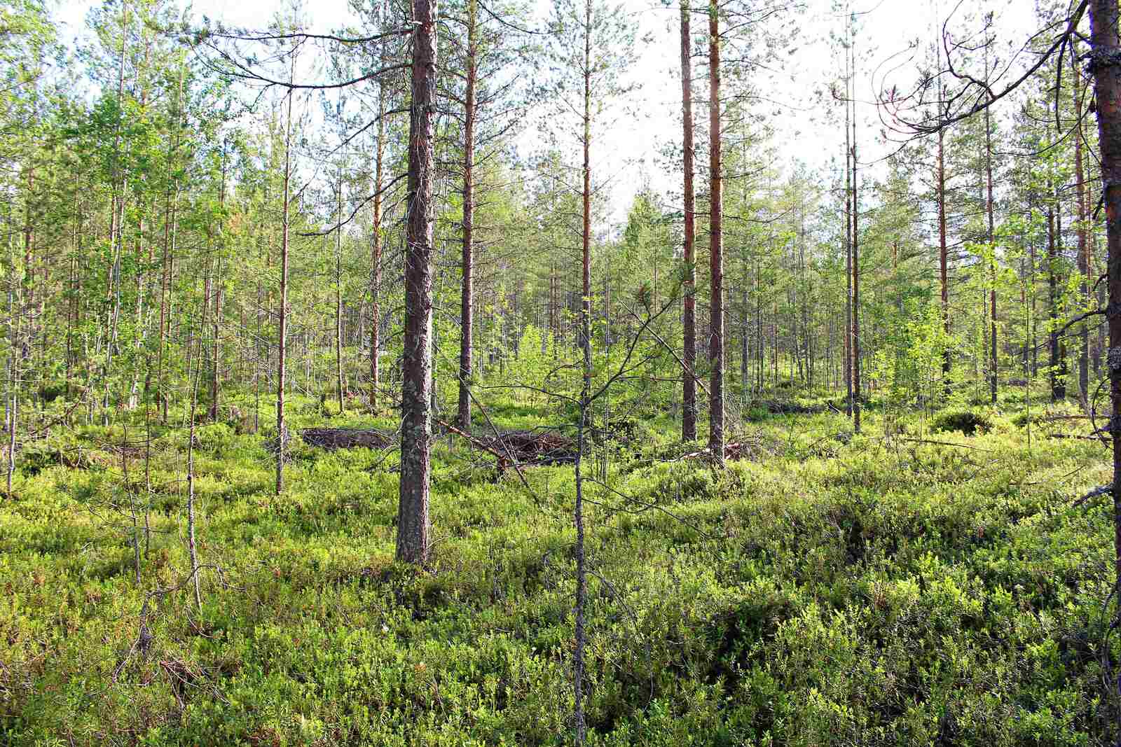 Metsässä kasvaa nuoria mäntyjä harvassa, maassa kasvaa kunttaa.